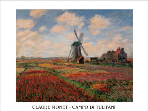 Campo di tulipani