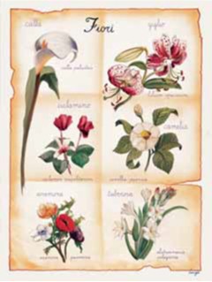 Calla